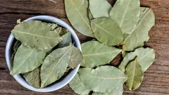 Po co wkłada się liść laurowy do doniczki z roślinami doniczkowymi?