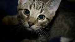 Czy wiesz, co robi Twój kot, aby chronić Ciebie i Twój dom?