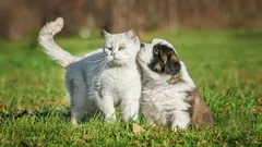 Jak oduczyć psa reagowania na koty?