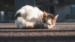 Czy uliczne koty są wdzięczne za to, że zabrano je do domu?