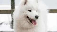 Jak przeliczyć wiek psa na ludzkie lata – i dlaczego to jest ważne