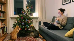 Historka z życia: Gdy wprowadziły się koty, choinka przestała być „święta”