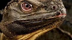 A czy wiedzieliście, że na Ziemi naprawdę istnieją „smoki” – i że wkrótce mogą zniknąć?