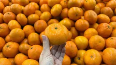 Jak wybrać słodkie mandarynki w sklepie na podstawie wyglądu