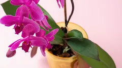 Jak sprawić, by storczyk kwitł przez cały rok, używając nawozu, który już masz w lodówce