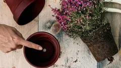 Dlaczego otwór w dnie doniczki ma kluczowe znaczenie dla zdrowia roślin domowych?