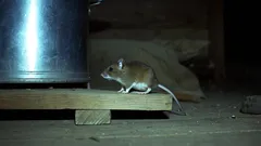 Jak zabezpieczyć dom i spiżarnię przed myszami: skuteczne porady