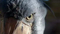 Jeden z najdziwniejszych i najbardziej majestatycznych ptaków na świecie, który poluje na krokodyle