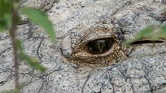 Najstarszy krokodyl na świecie: tak wygląda 124-letni cud natury o imieniu Henry